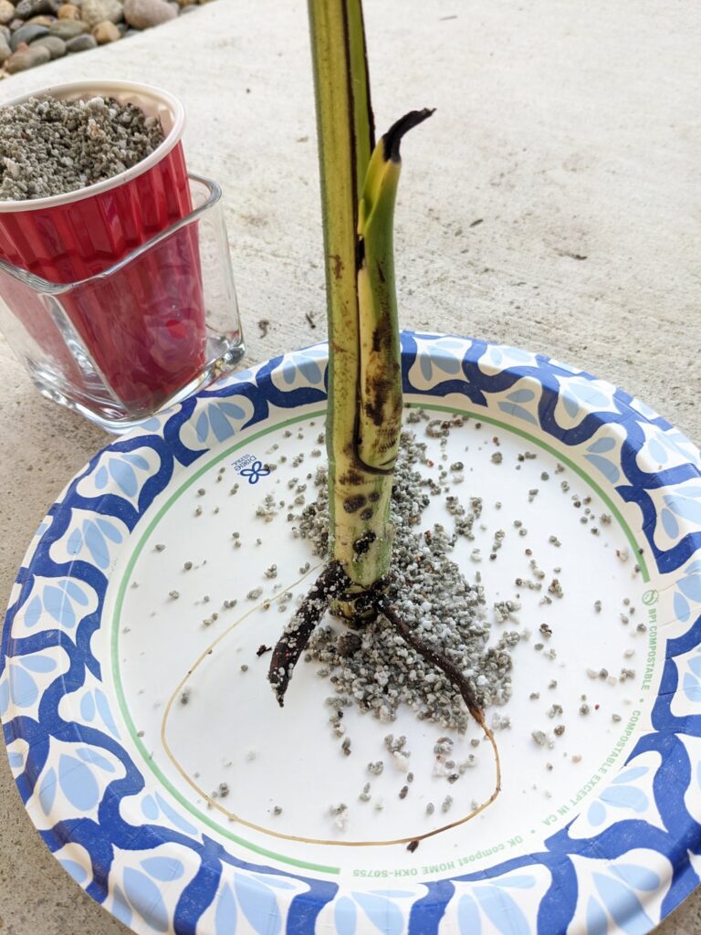 [Help] Monstera Propagation Roots, Root / Stem Rot / Leaves Fell Off, Fungicide, Where to Burry in Pon?