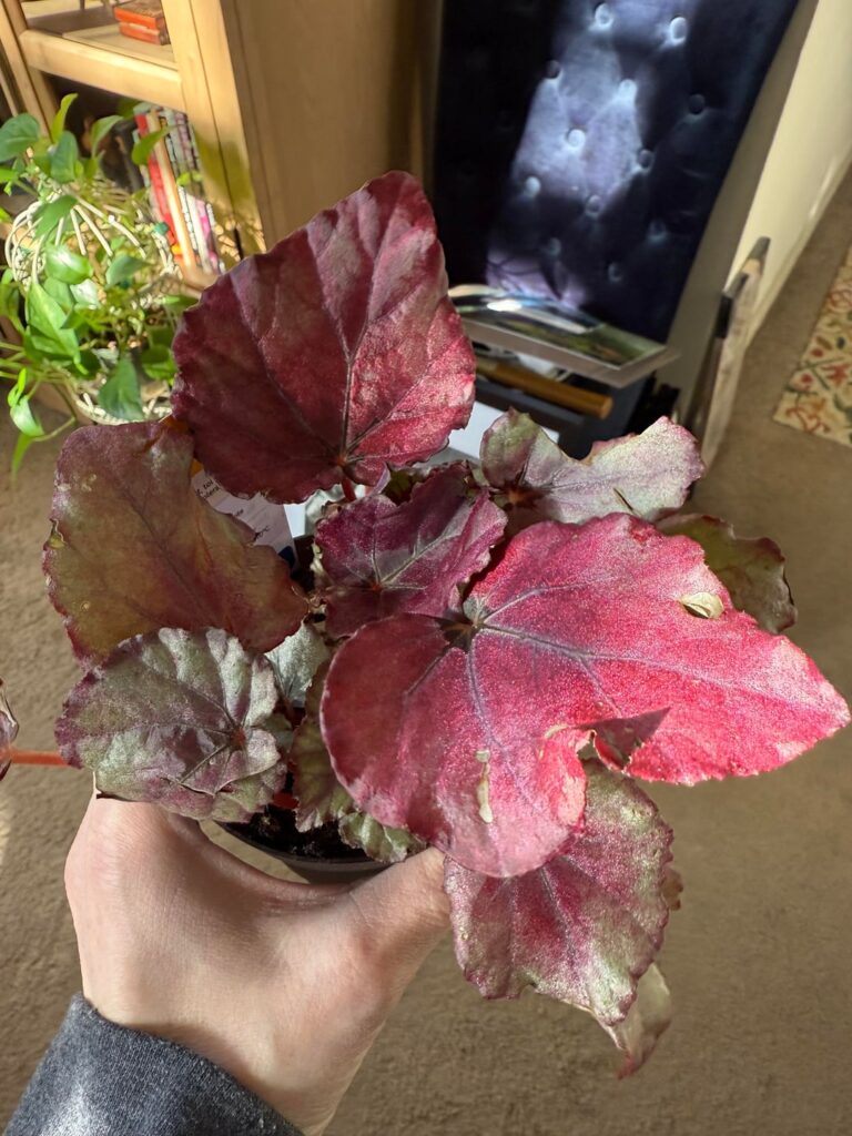 Begonia Rex IDs