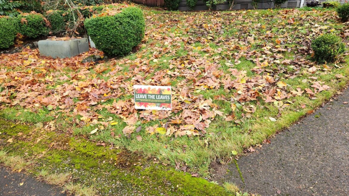 My first Leave the Leaves year My first Leave the Leaves year
