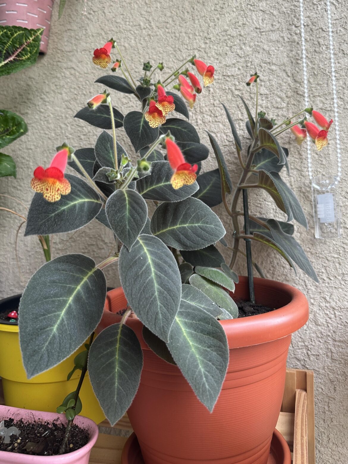 blooming a little early for Christmas!