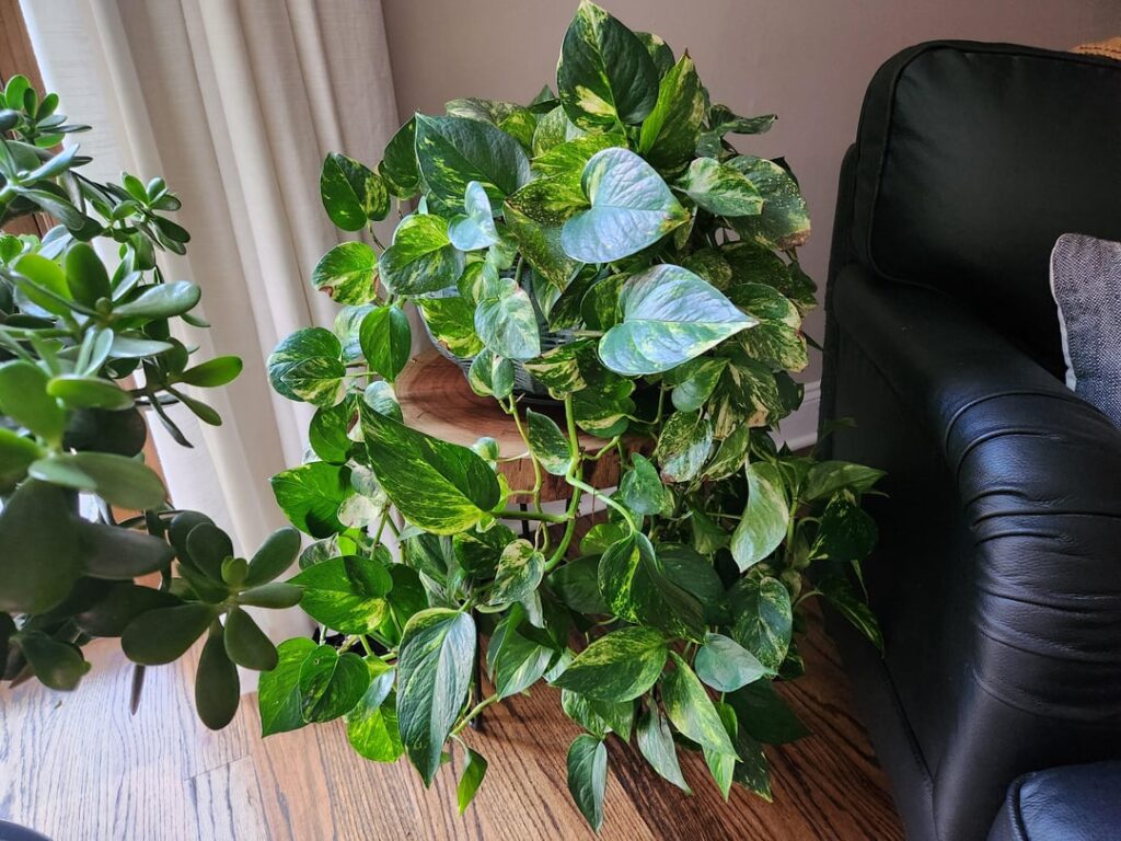 My 3 house pothos