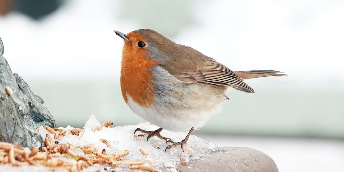 Stop Feeding These 2 Kitchen Scraps To Garden Birds This Winter, Expert Warns Stop Feeding These 2 Kitchen Scraps To Garden Birds This Winter, Expert Warns