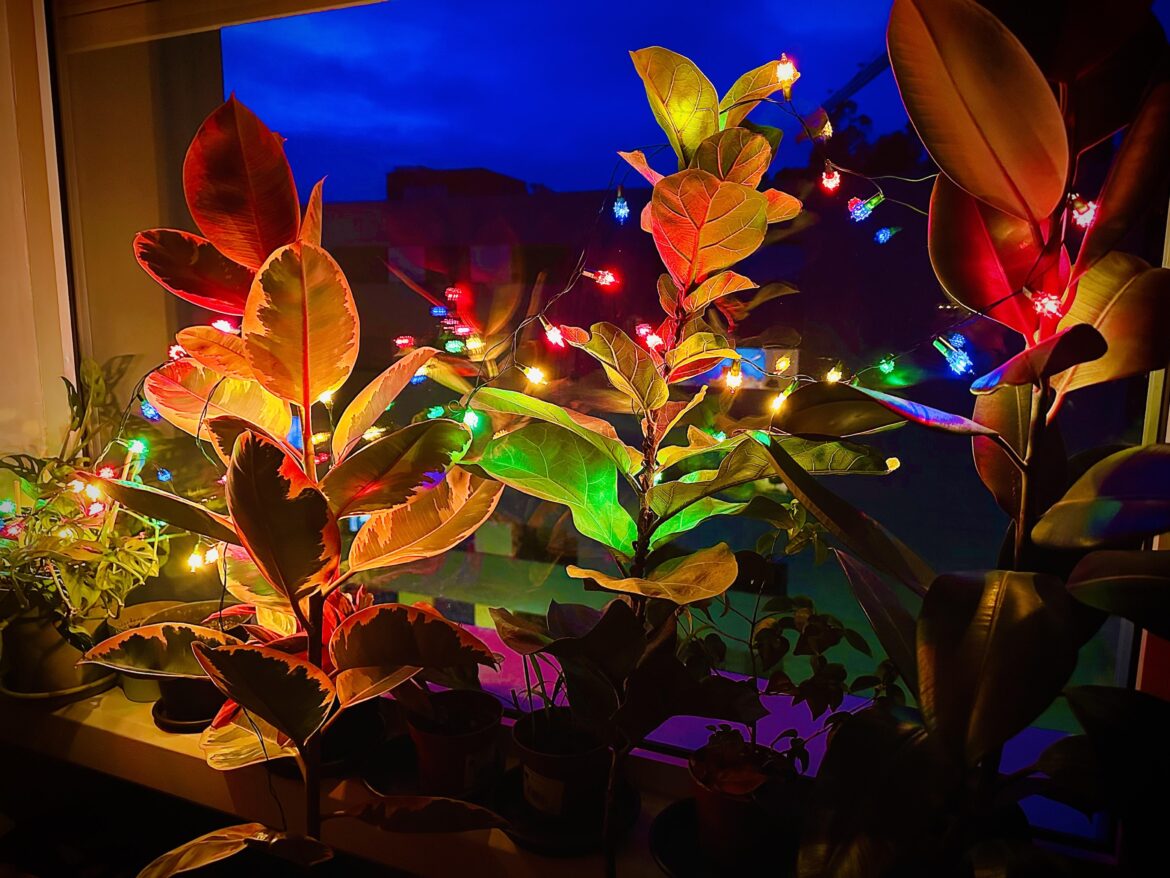 Here are some Ficus plants with Christmas lights to brighten your day Here are some Ficus plants with Christmas lights to brighten your day