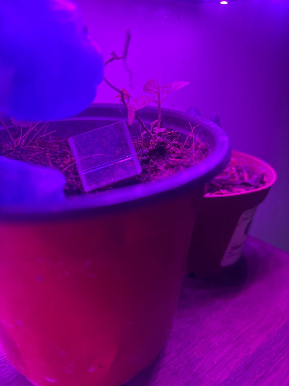 Bedroom Garden? Bedroom Garden?