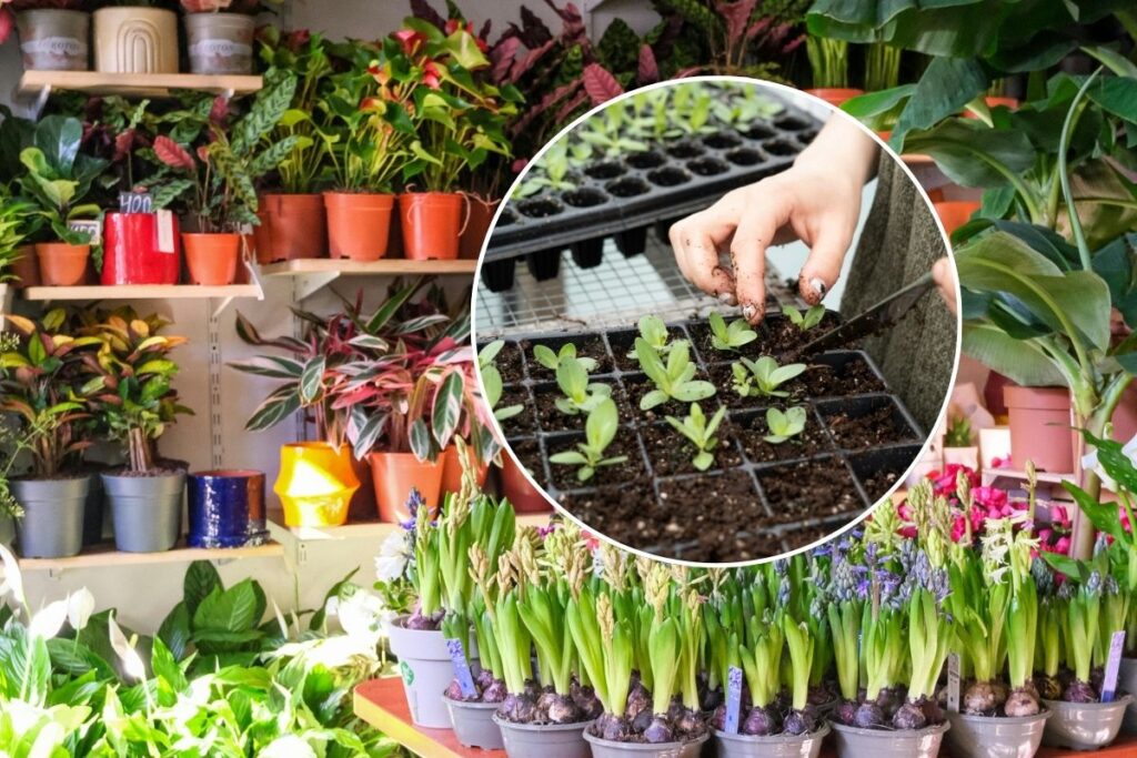 plant festival 2025 cdmx