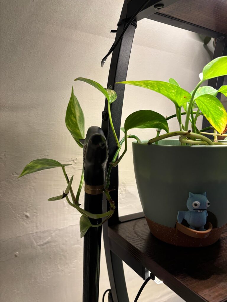 I only use my cane in hot weather, my pothos has now claimed it.