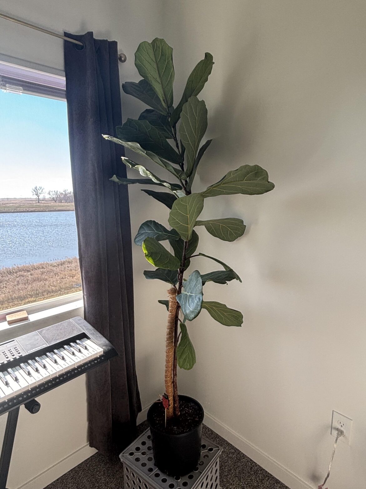 Where to chop and prop?