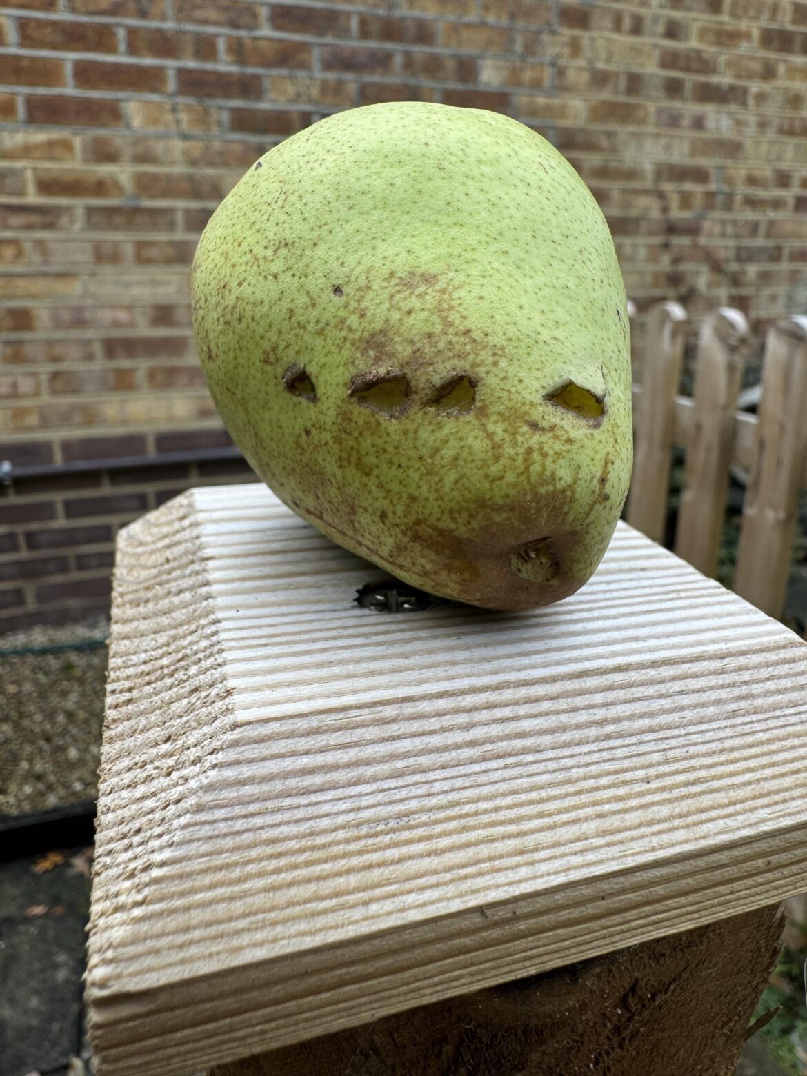 Is a fox taking our pears?