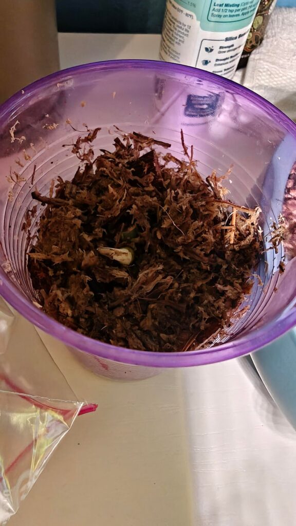 Gifted: variegated rhaphidophora tetrasperma