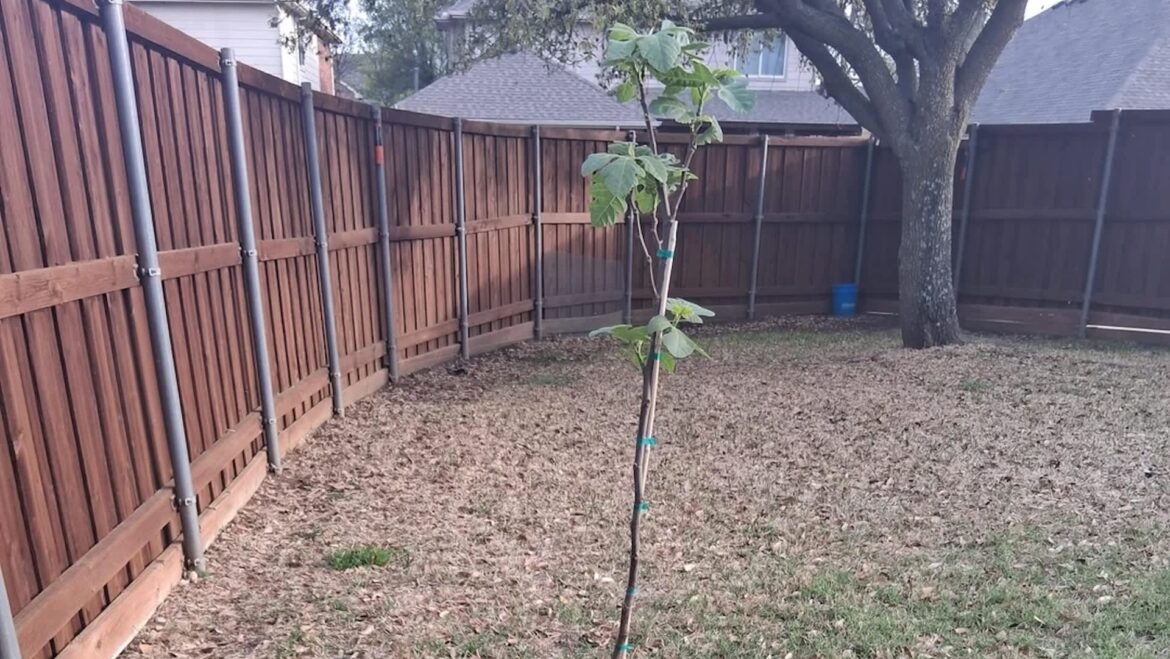 Gardener warned after sharing photo of serious landscaping mistake: ‘Holy moly’ A Reddit post has sparked a flood of concerned comments after one gardener revealed their mother's well-intentioned but disastrous attempt to help a fig tree.
