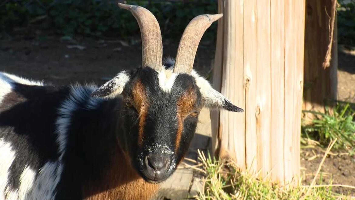 Donate your pumpkins to feed Filbert Street Garden’s hungry goats Donate your pumpkins to feed Filbert Street Garden's hungry goats