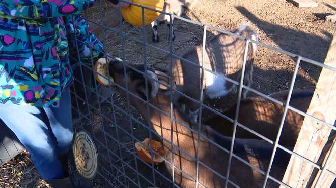 Filbert Street Garden goat eating pumpkin filbert street community garden goat