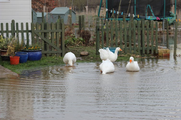 Ducks swim close to the edge of a garden.