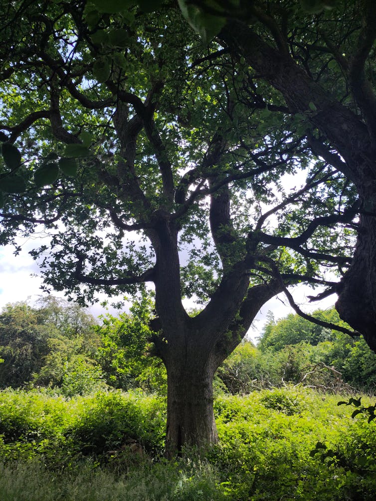 The Feanedock Oak stands around 120 foot tall.
