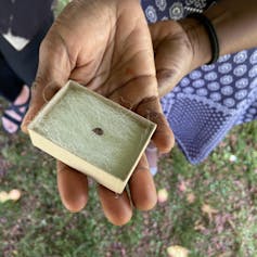 A tree seed in a box.