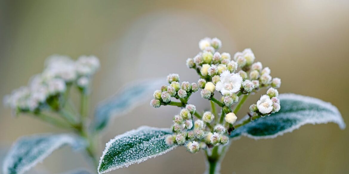 4 Garden Plants That Struggle With Frost – And The Hardy Replacements To Try 4 Garden Plants That Struggle With Frost – And The Hardy Replacements To Try