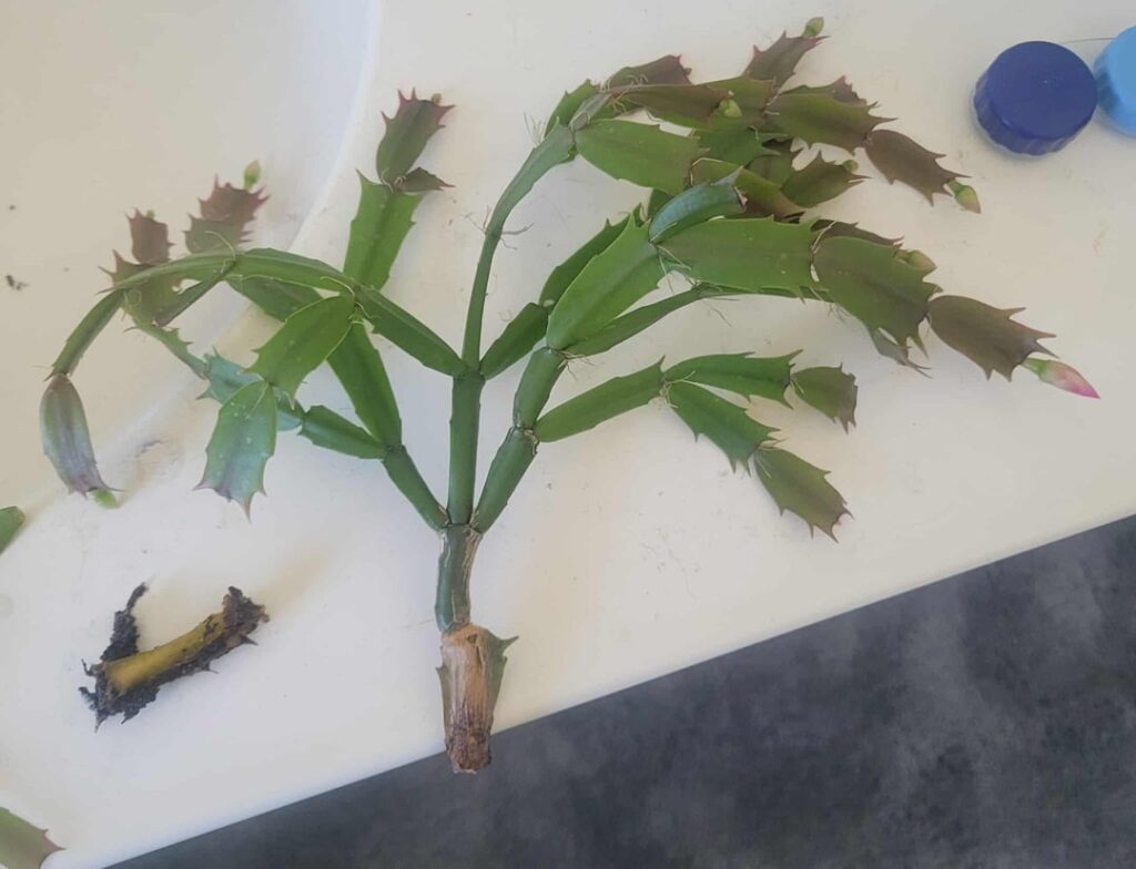 Thanksgiving cactus