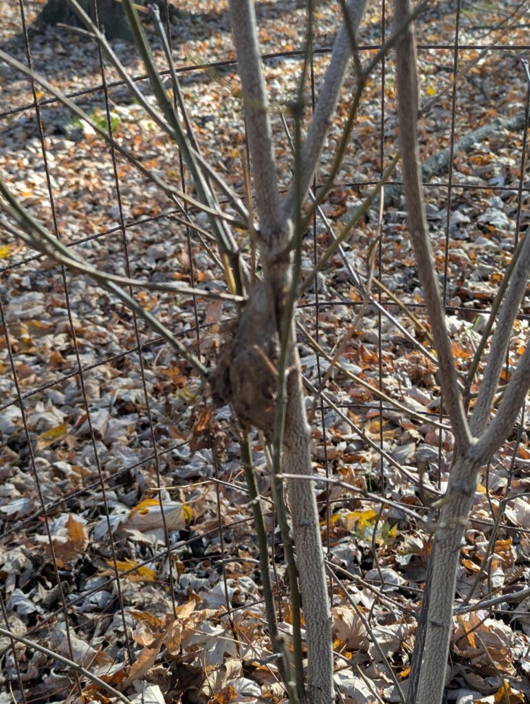 What bug made this? On a bladder nut