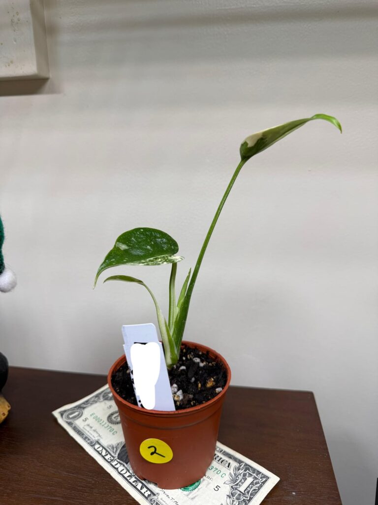 just got this little guy! should i transfer to water to get stronger roots?