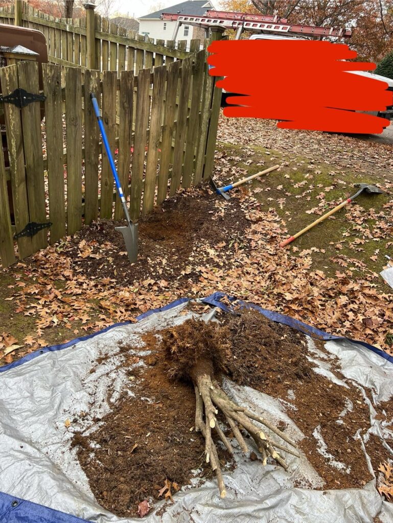 Removed my burning bush all by myself!! Ideas for what to put here?