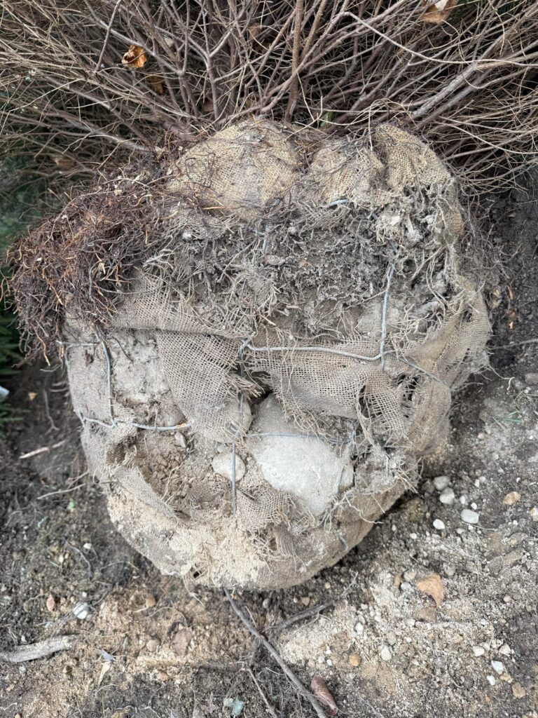 Are these boulders normal? Should I take these out? I am planting eastern hemlock zone 6b Michigan.