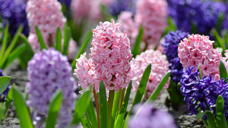 Pink and purple hyacinths in bloom
