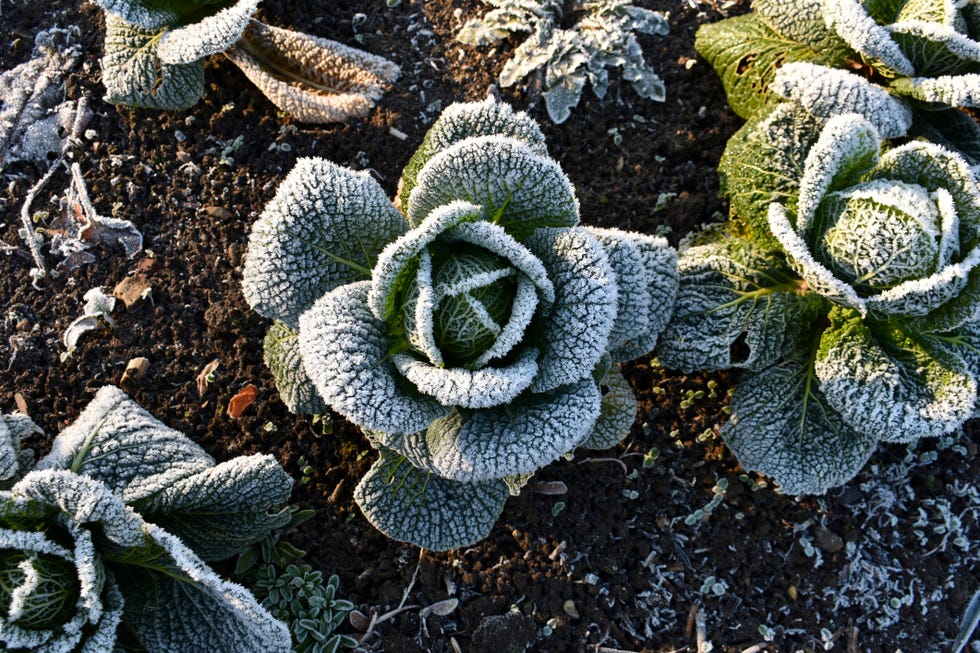 close up of cabbage plant covered in frost, growing outside on a cold icy day, on an allotment in winter