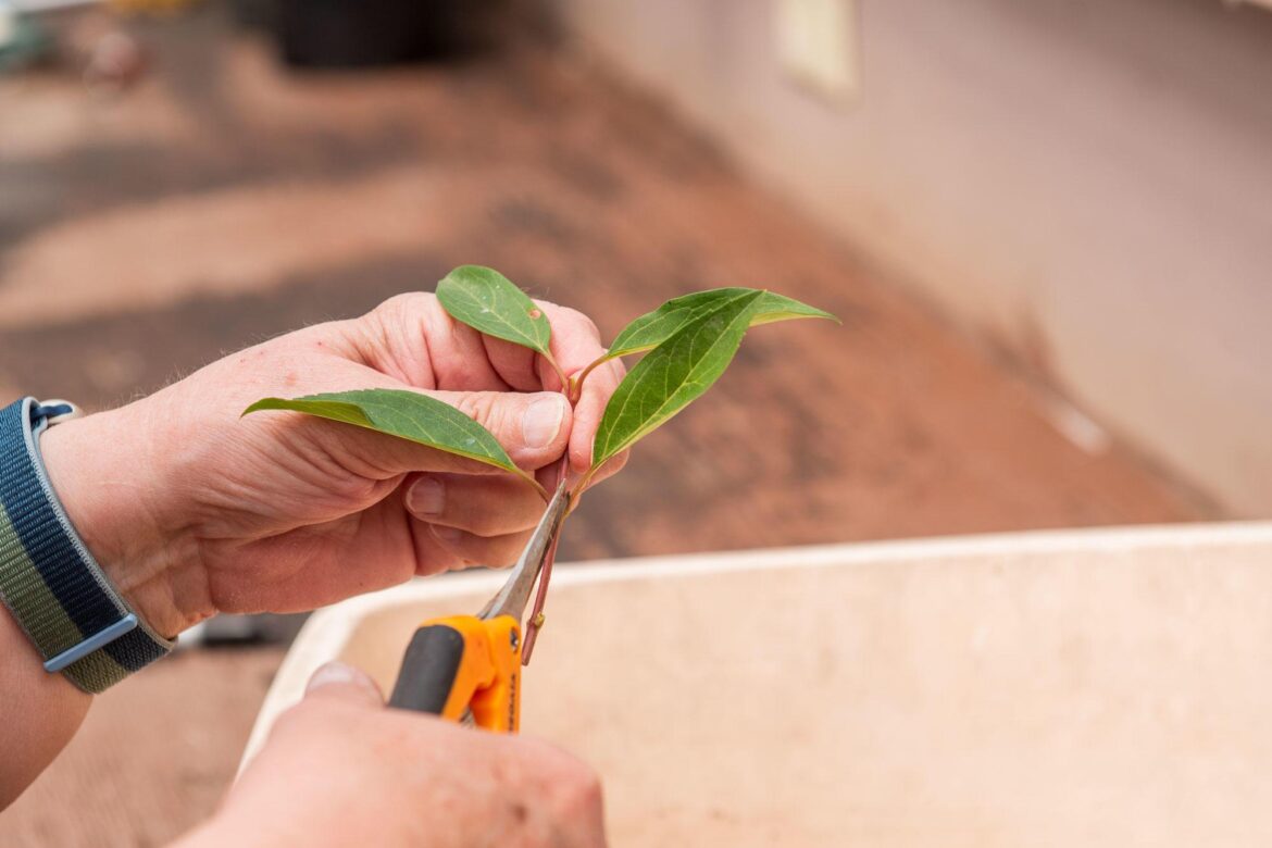 How to cut spending on your garden Hands use scissors to trim a small stem with green leaves, preparing a plant cutting.