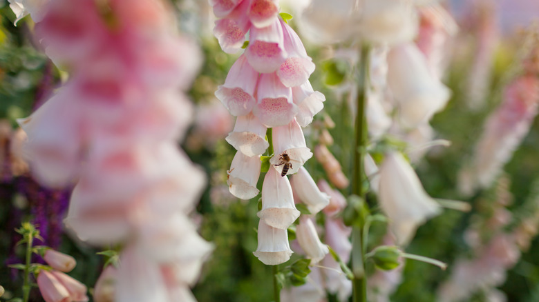 bee visiting a foxglove bloom