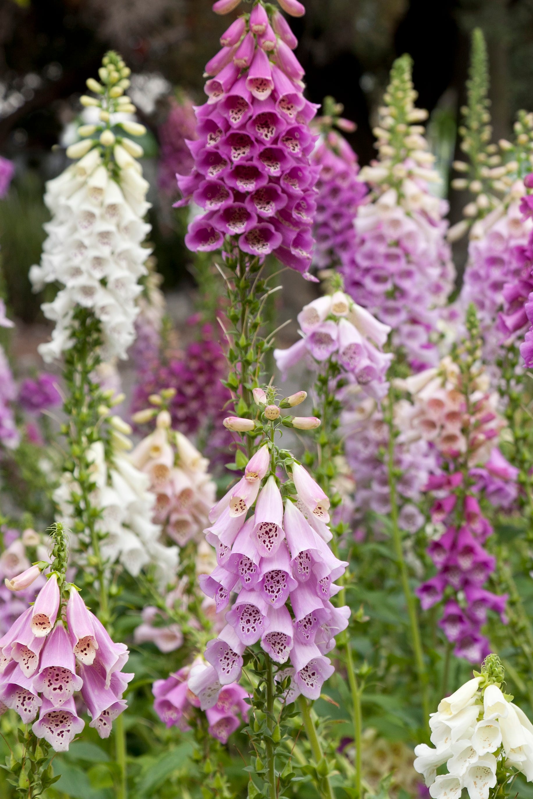 foxgloves growing outside