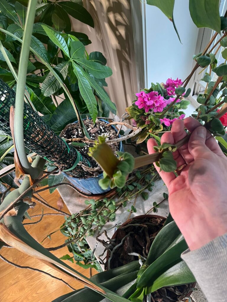 Odd Peperomia rotundifolia vine