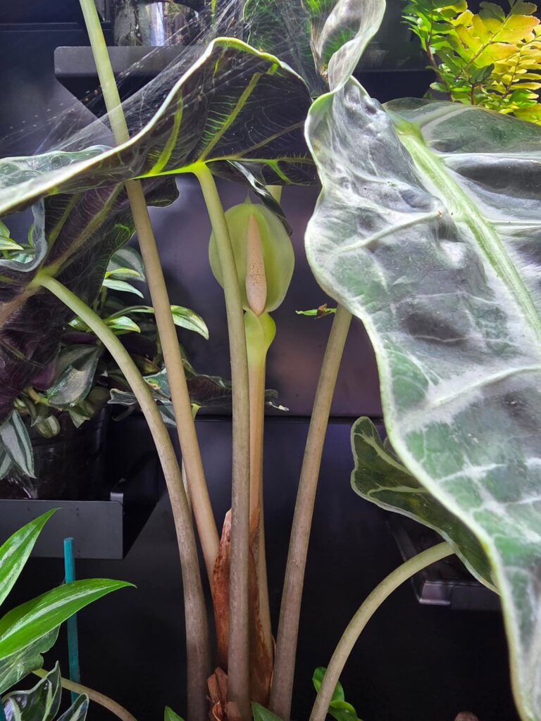 Alocasia 'Polly' flowering in IKEA Rudsta cabinet.
