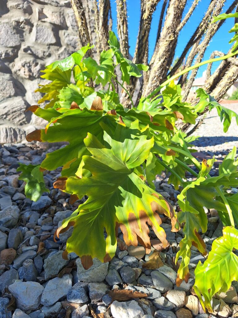 This is Harry Jones. I’m unsure what type of plant he is but what can I do to save him? This is Harry Jones. I'm unsure what type of plant he is but what can I do to save him?