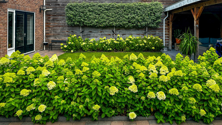 A small backyard lawn space framed out by hydrangeas.