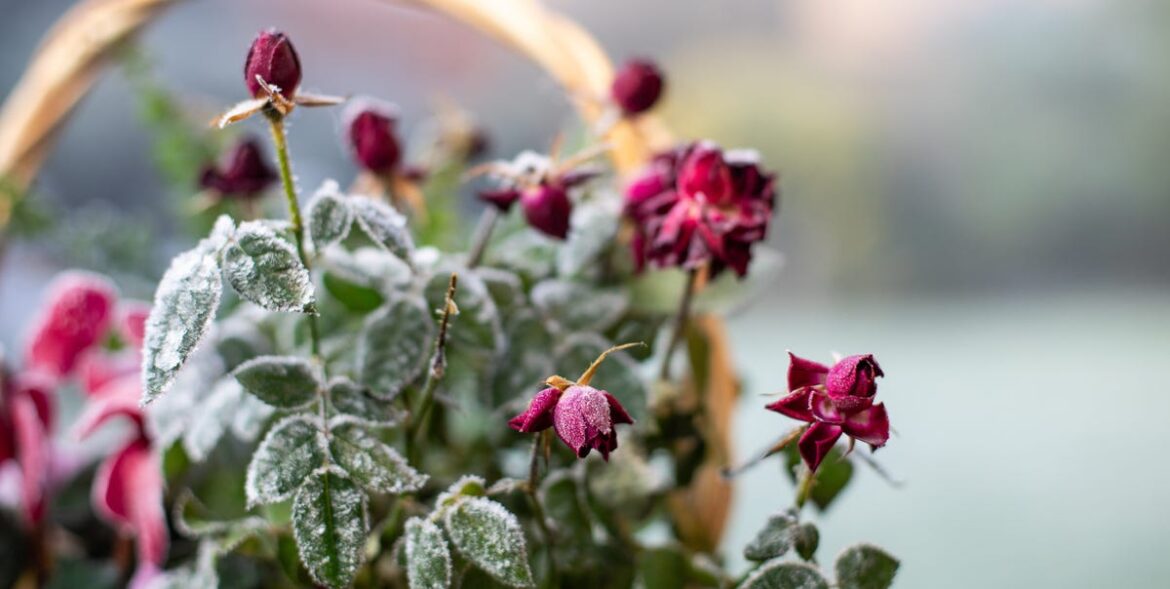 6 Things To Bring In From Your Garden Before Frost Ruins Them