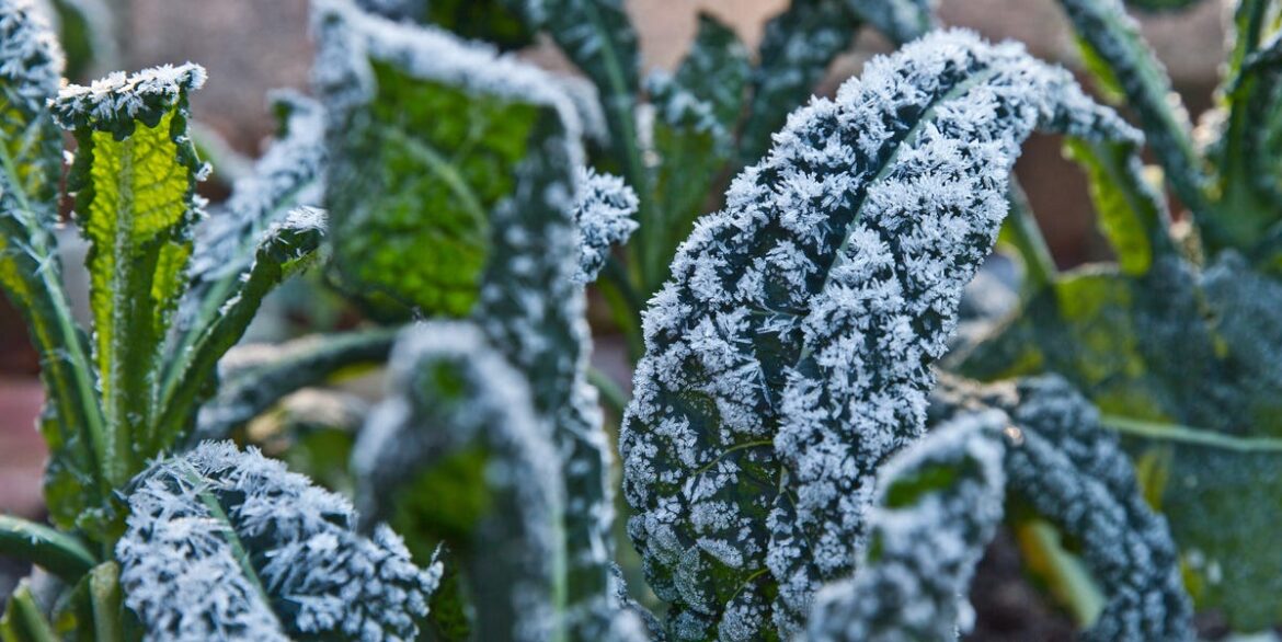 The 4-Degree Rule Every Gardener Should Know This Winter The 4-Degree Rule Every Gardener Should Know This Winter