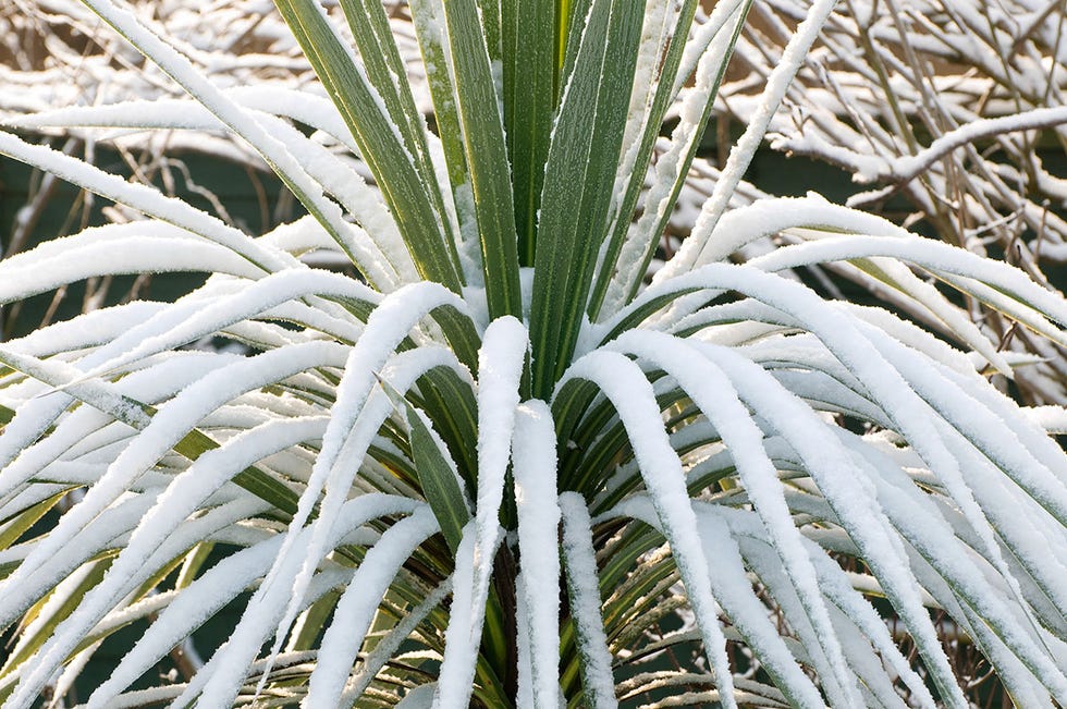 Cordyline australis cordyline australis
