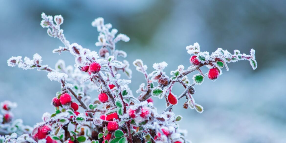 What to Plant, Protect and Do for Wildlife What to Plant, Protect and Do for Wildlife