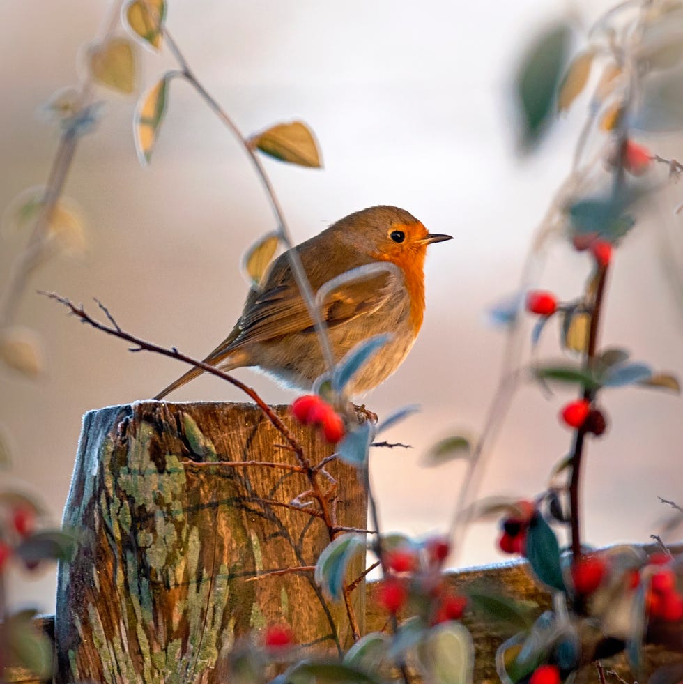 A European Robin, garden bird perched on a rustic post with festive red berries a european robin, garden bird perched on a rustic post with festive red berries