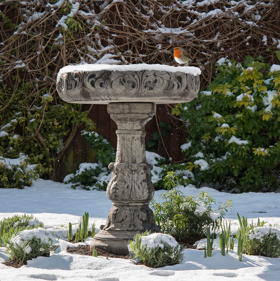 Robin in a winter garden robin in a winter garden