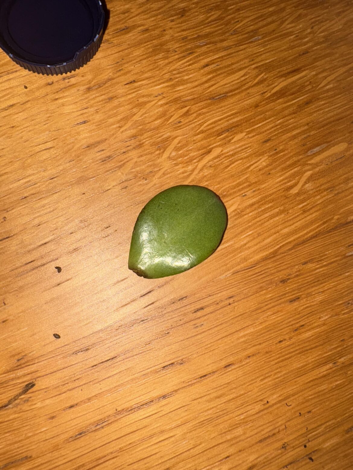 Help how do I propagate this little guy- my first time trying this! Help how do I propagate this little guy- my first time trying this!