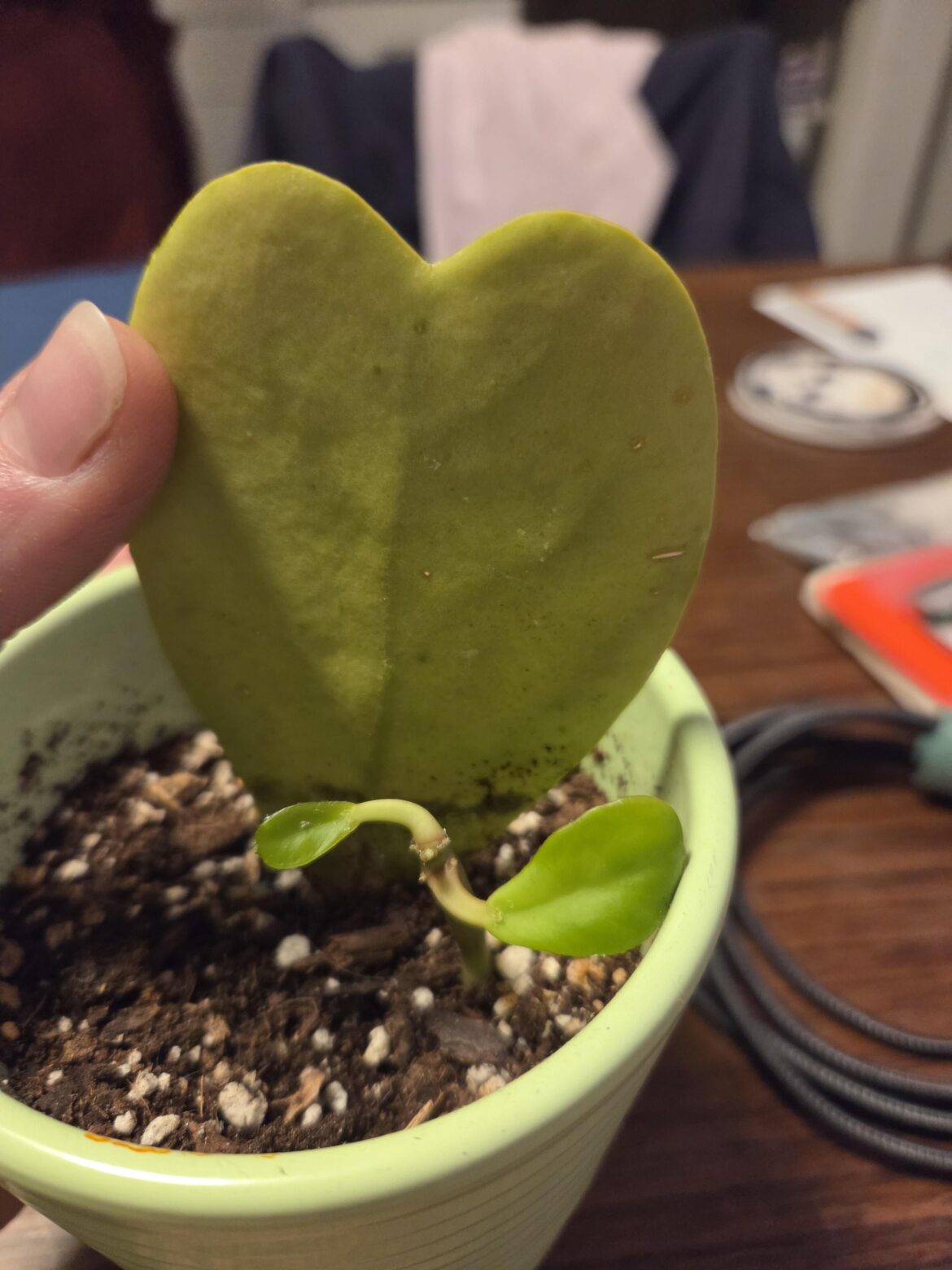 New leaf growing from zombie leaf? New leaf growing from zombie leaf?