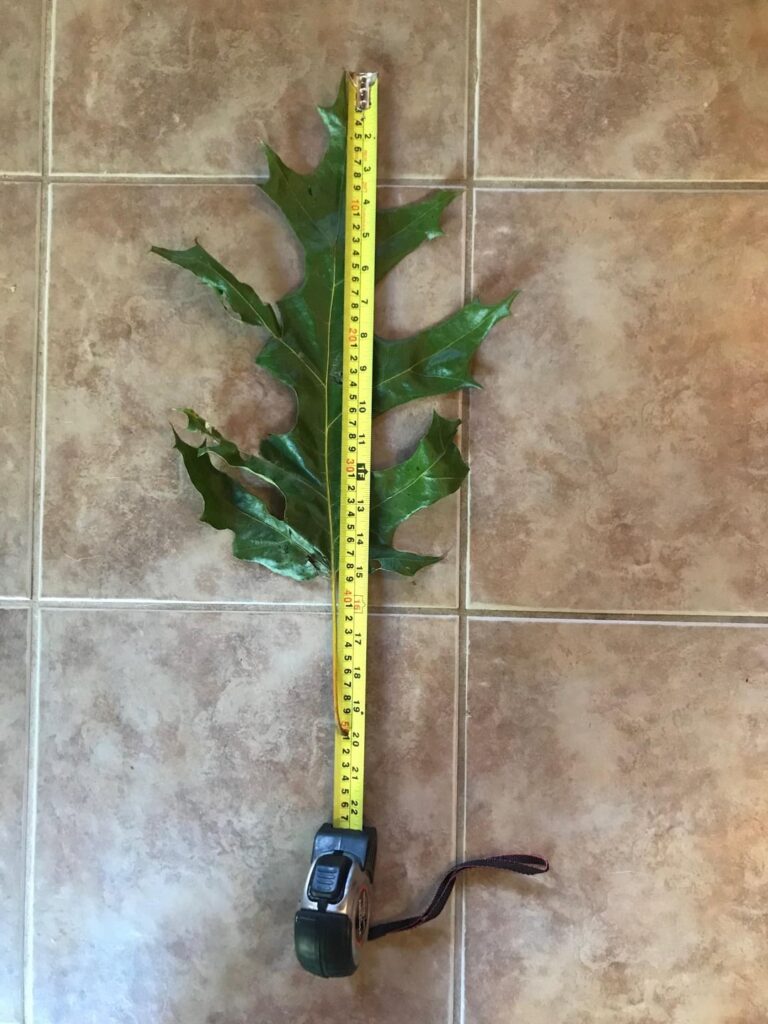 For the people who tell me not to clean up my leaves or to just mow over them.