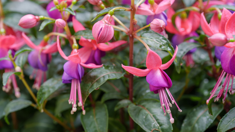 purple and pink fuchsia blooms