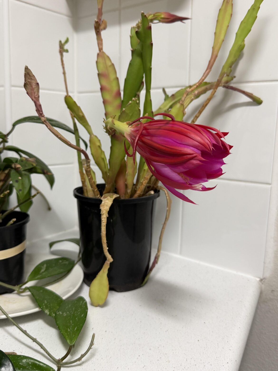 After 3 years of neglect and indifference, my cactus cutting decided it wanted some attention.