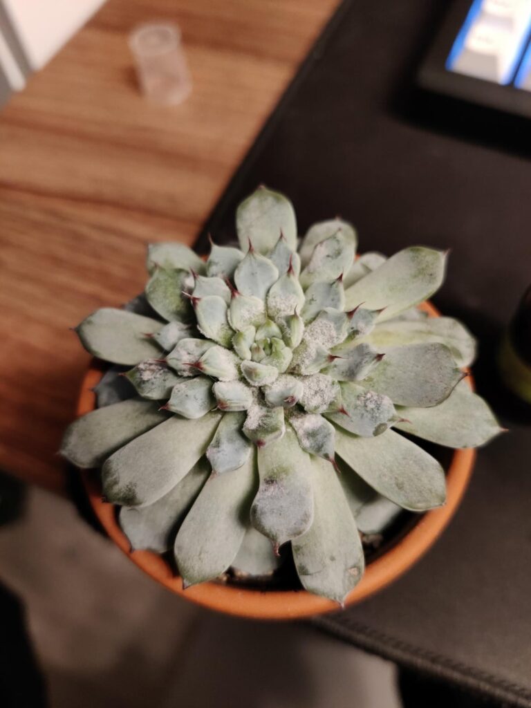 Need some help with this white powdery stuff on my plants