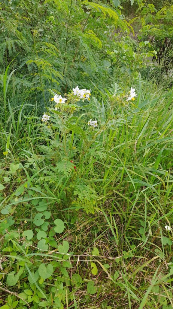 What is the name of this plant?