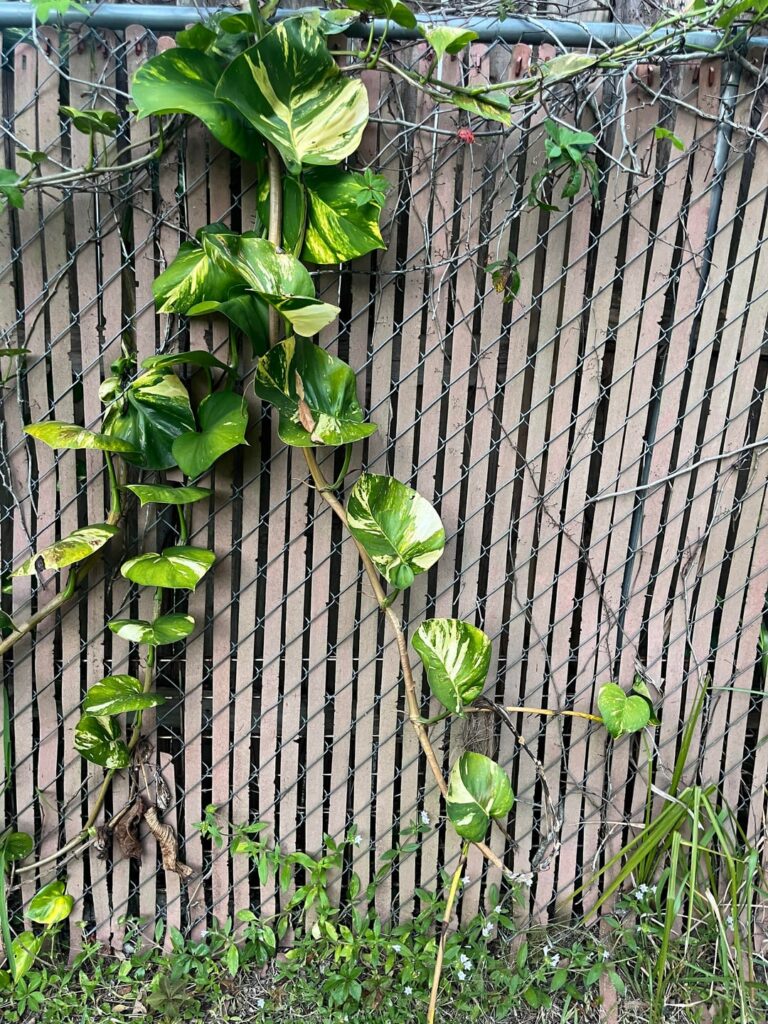 Is this a pothos growing wild in my neighborhood?
