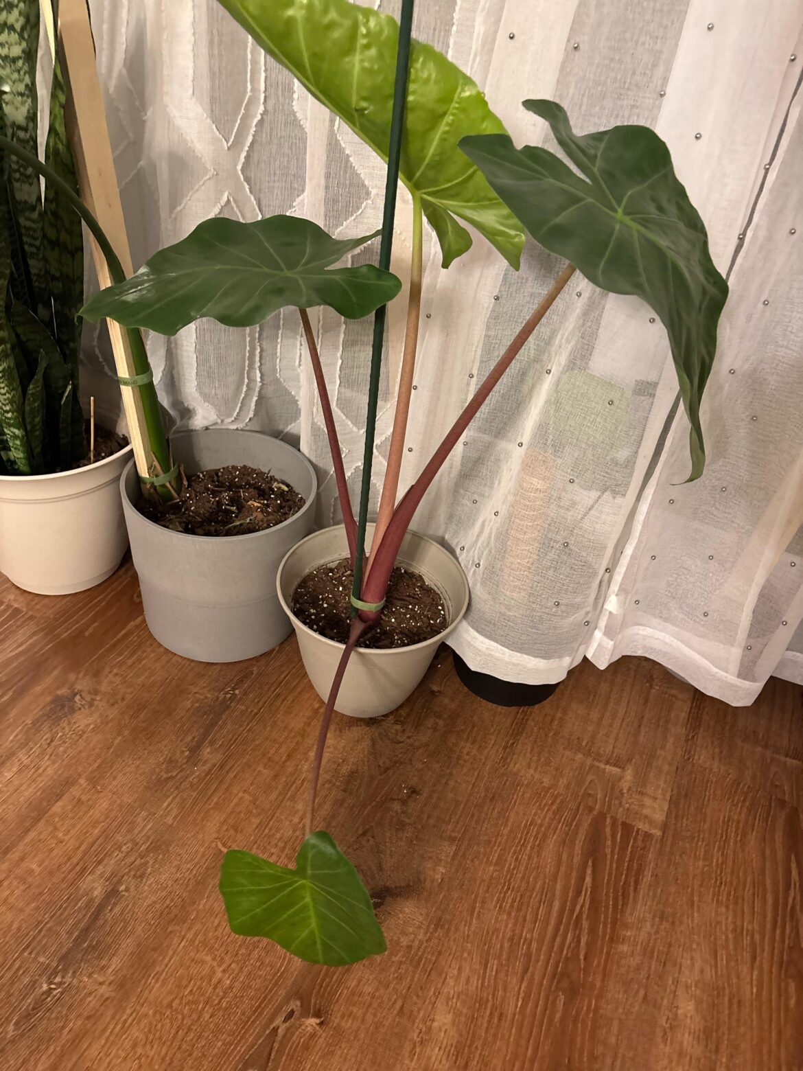 Is it normal for the bottom leaf to be drooping like that?