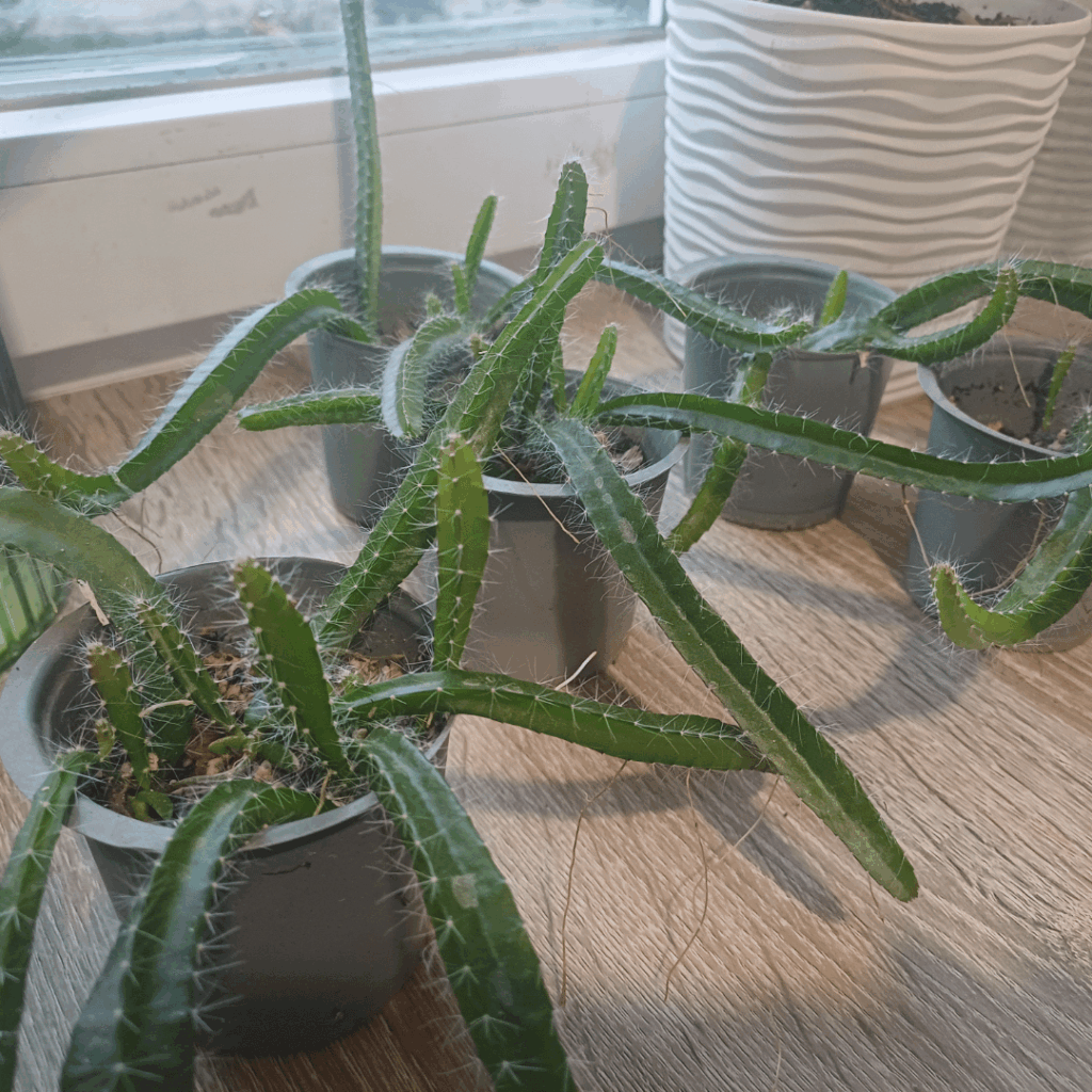 Is my dragon fruit doing well? Any advice?
